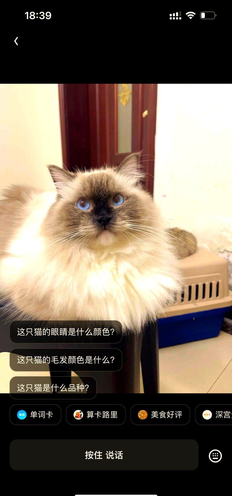 貓咪品種在線鑒定，我家貓咪到底是什么品種