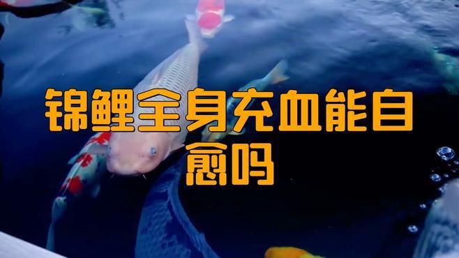 魚身上有血絲可以自愈嗎？，錦鯉身上出現(xiàn)血絲能否自愈