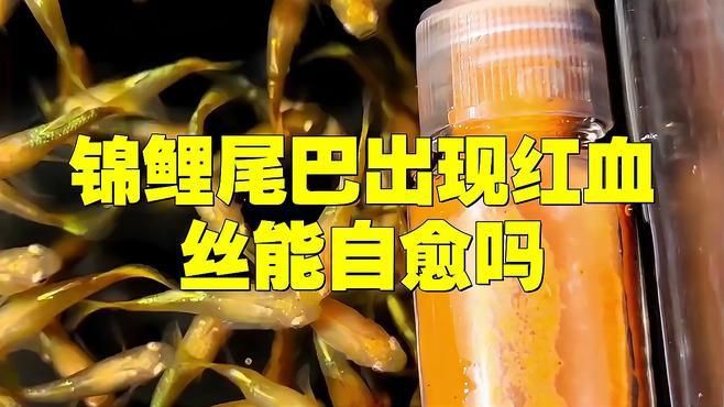魚身上有血絲可以自愈嗎？，錦鯉身上出現血絲能否自愈