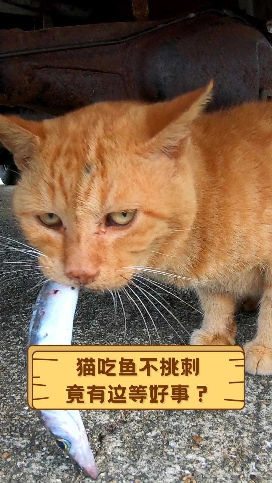 貓吃魚為什么不吐魚刺，《貓吃魚為什么不吐魚刺》 貓吃魚為什么不吐魚刺，《貓吃魚為什么不吐魚刺》 龍魚百科 第6張