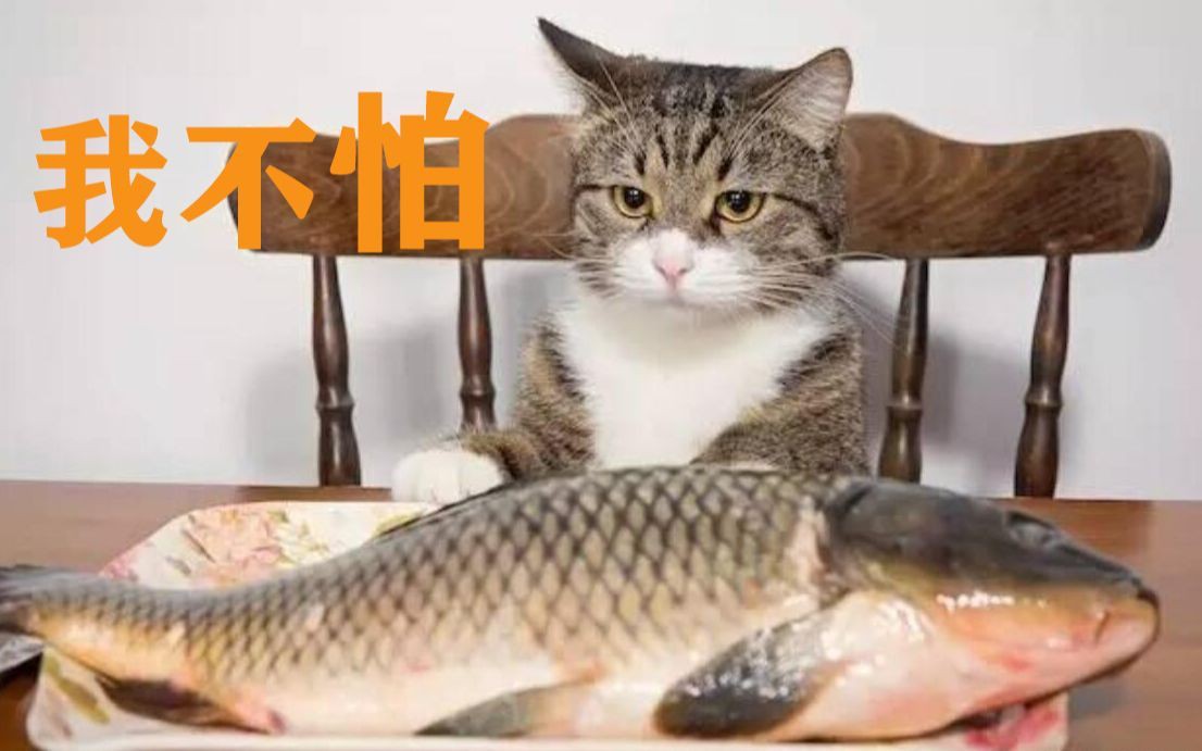貓吃魚為什么不吐魚刺，《貓吃魚為什么不吐魚刺》 貓吃魚為什么不吐魚刺，《貓吃魚為什么不吐魚刺》 龍魚百科 第7張