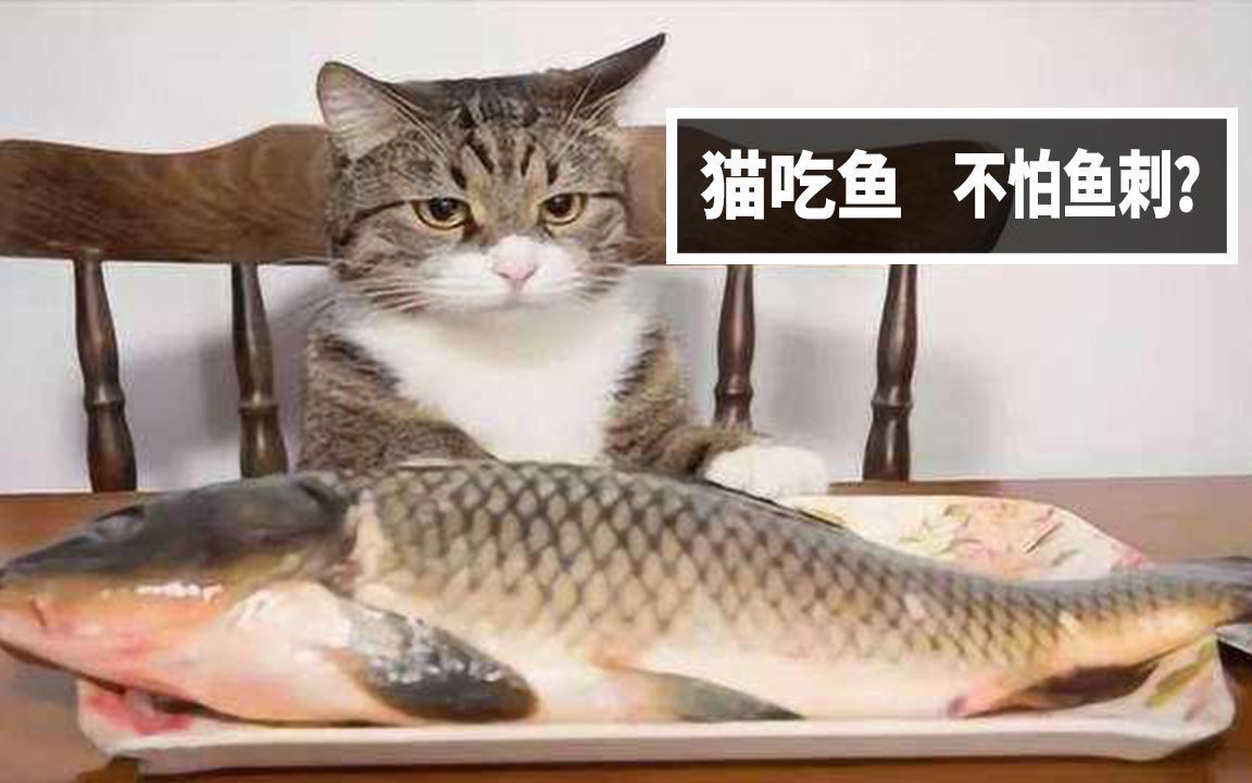貓吃魚為什么不吐魚刺，《貓吃魚為什么不吐魚刺》 貓吃魚為什么不吐魚刺，《貓吃魚為什么不吐魚刺》 龍魚百科 第5張