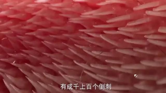 貓吃魚為什么不吐魚刺，《貓吃魚為什么不吐魚刺》 貓吃魚為什么不吐魚刺，《貓吃魚為什么不吐魚刺》 龍魚百科 第2張