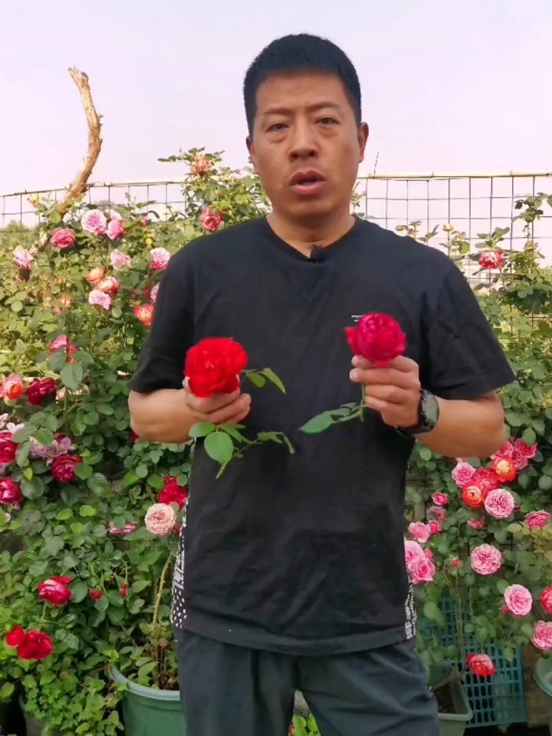紅龍最建議買三個(gè)顏色，《紅龍最建議買三個(gè)顏色》