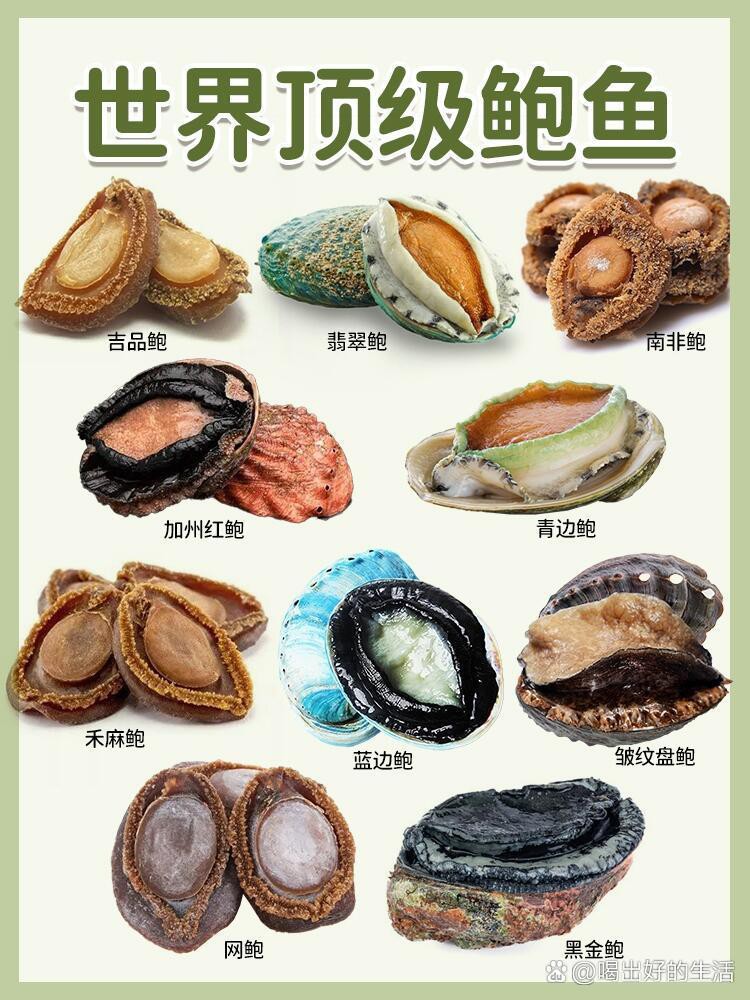 世界上最貴鮑魚排名，世界上“最奢侈”的鮑魚