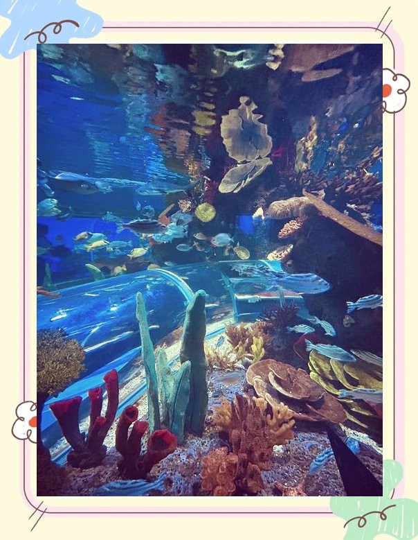 多倫水族店，多倫縣森淼水族花卉店 多倫水族店，多倫縣森淼水族花卉店 全國水族館企業名錄 第5張