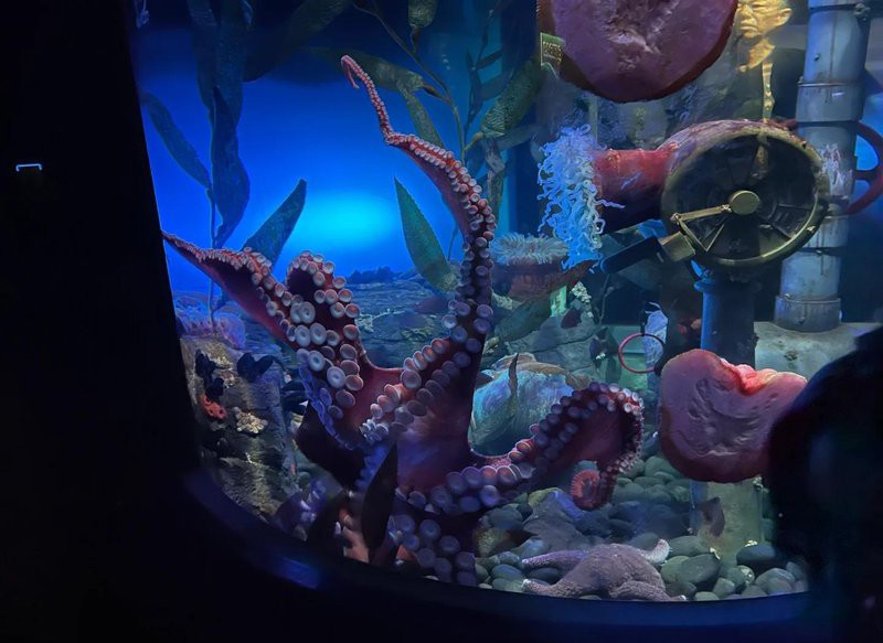 多倫水族店,多倫縣森淼水族花卉店 全國水族館企業名錄 第1張 多倫水族店,多倫縣森淼水族花卉店 多倫水族店,多倫縣森淼水族花卉店 全國水族館企業名錄 第1張