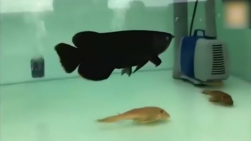 塘沽龍魚店，塘沽區聚龍閣龍魚水族館