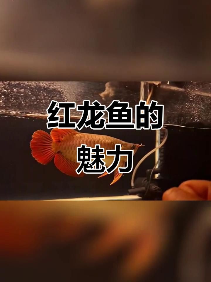 紅龍魚視頻欣賞高清，高清紅龍魚探秘 紅龍魚視頻欣賞高清，高清紅龍魚探秘 龍魚百科 第1張