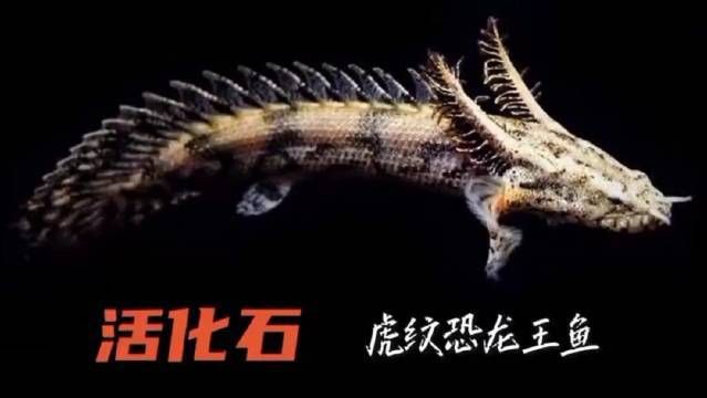 恐龍王魚品種，恐龍王魚是一類具有古老起源的觀賞魚類屬于多鰭魚目多鰭魚科