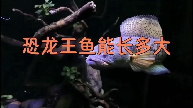 恐龍王魚品種，恐龍王魚是一類具有古老起源的觀賞魚類屬于多鰭魚目多鰭魚科