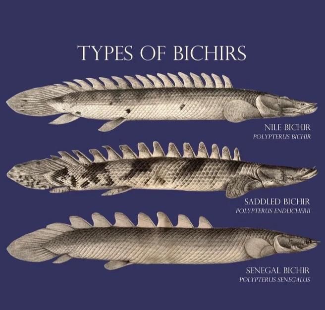 恐龍王魚品種，恐龍王魚是一類具有古老起源的觀賞魚類屬于多鰭魚目多鰭魚科