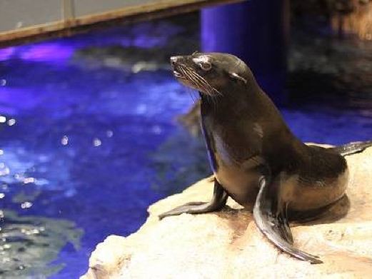 東京最大水族館叫什么，東京最大水族館葛西臨海水族園」2028年翻新
