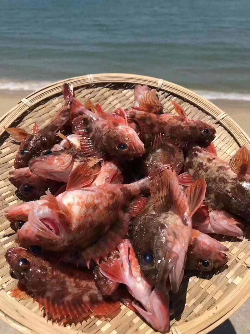 石九公魚是什么檔次的魚，石九公魚的價格