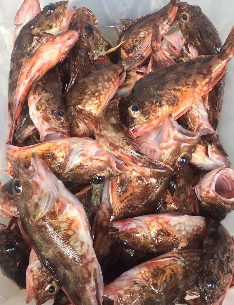 石九公魚是什么檔次的魚，石九公魚的價格