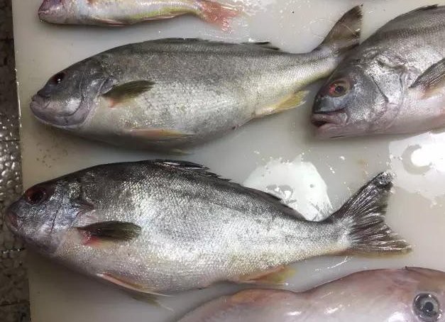 石九公魚是什么檔次的魚，石九公魚的價格