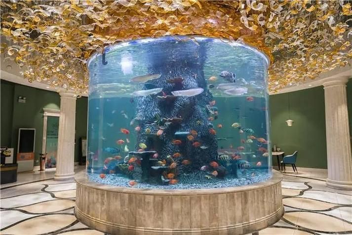 林芝魚缸維護，林芝地區的魚缸維護需結合當地環境與通用養護要點