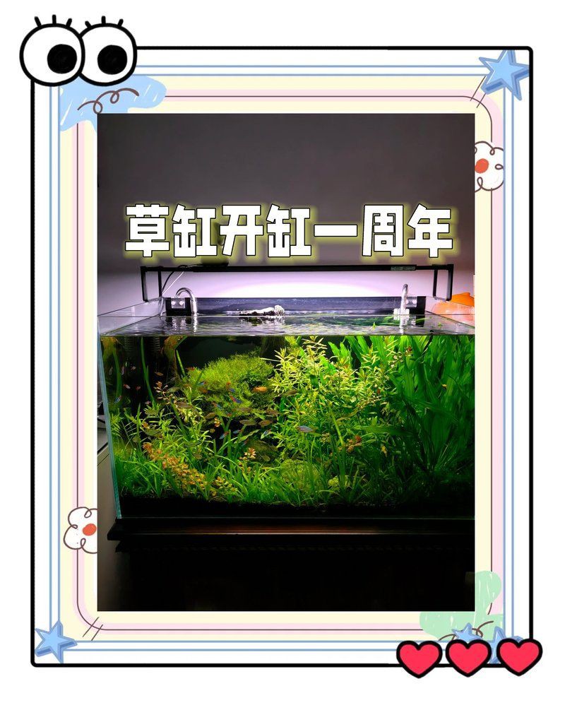 林芝魚缸維護，林芝地區的魚缸維護需結合當地環境與通用養護要點