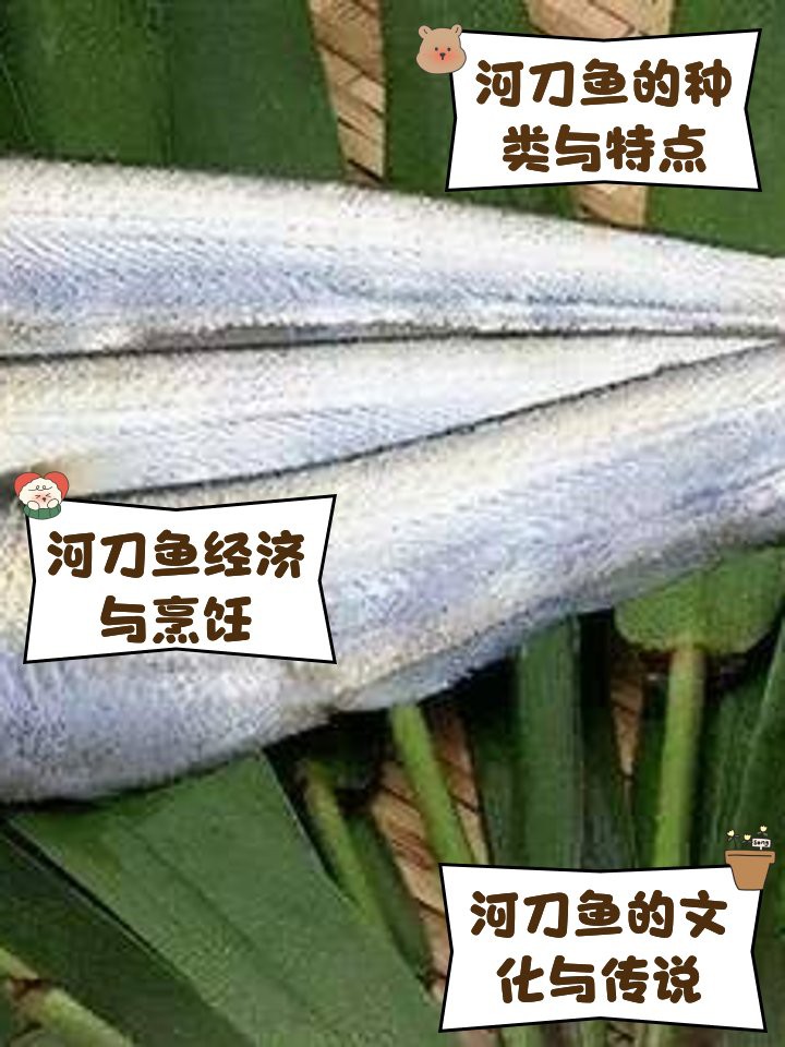 盤錦河刀魚1斤多少錢，盤錦河刀魚價(jià)格圖譜猶如遼河三角洲的水系般錯(cuò)綜復(fù)雜