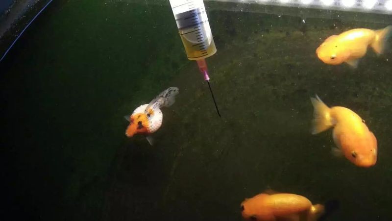瑪豆的產品怎么樣，優菌庫——環保瑪豆水族生物科技