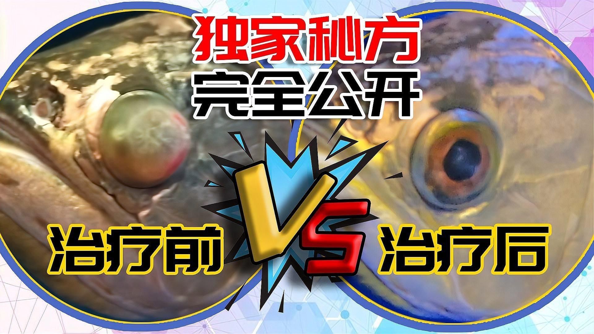 如何判斷龍魚蒙眼病的嚴重程度？，雷龍魚蒙眼病的成因與治療-亮哥養魚頻道亮哥養魚頻道