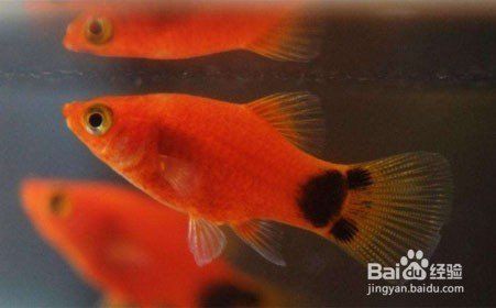 米奇魚正確養法，米奇魚的飼養方法