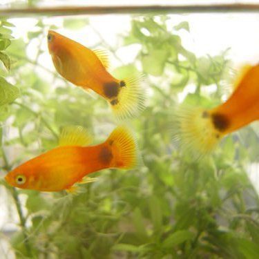 米奇魚正確養法，米奇魚的飼養方法