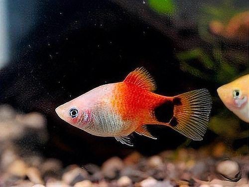 米奇魚正確養法，米奇魚的飼養方法