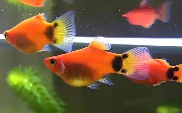 米奇魚正確養法，米奇魚的飼養方法