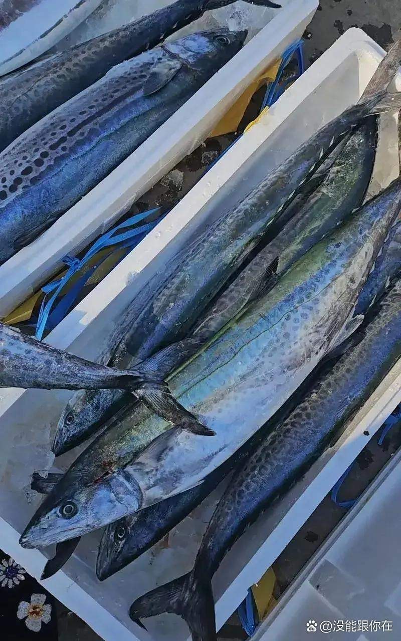東北吃的燕魚是什么魚，東北食用地區(qū)的“燕魚”
