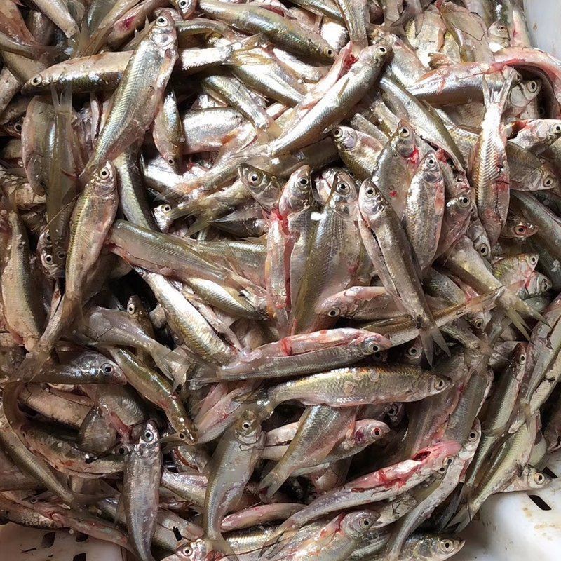 收魚24小時上門電話附近，《收魚24小時上門電話附近》