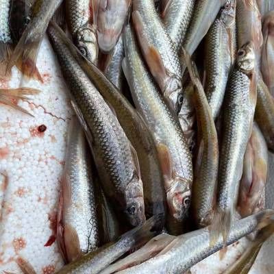 收魚24小時上門電話附近，《收魚24小時上門電話附近》