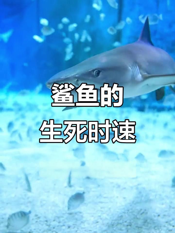 每年有多少人被鯊魚吃了，全球平均每年會(huì)有83人無(wú)端被鯊魚襲擊