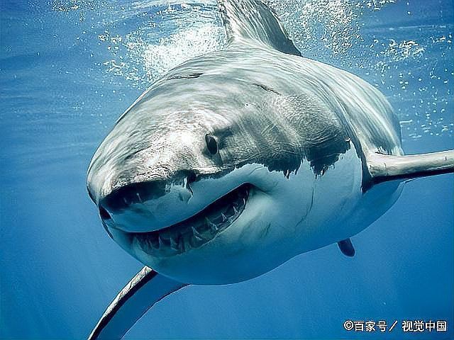 每年有多少人被鯊魚吃了，全球平均每年會(huì)有83人無(wú)端被鯊魚襲擊