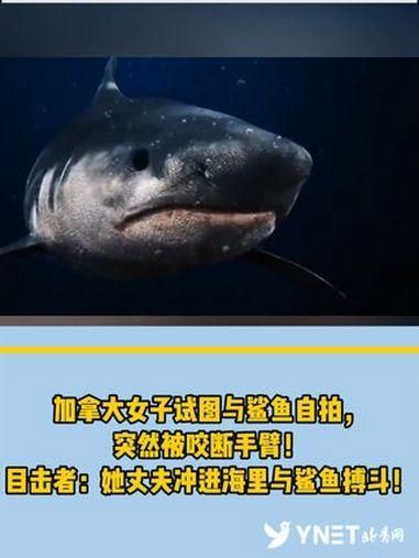 每年有多少人被鯊魚吃了，全球平均每年會(huì)有83人無(wú)端被鯊魚襲擊