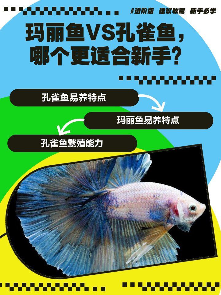 瑪麗魚和孔雀魚哪個好養活，《瑪麗魚和孔雀魚哪個好養活》