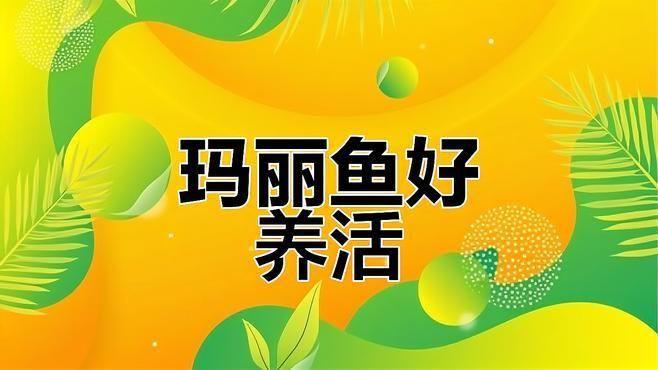 瑪麗魚和孔雀魚哪個好養活，《瑪麗魚和孔雀魚哪個好養活》