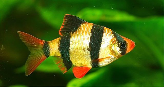 瑪麗魚和孔雀魚哪個(gè)好養(yǎng)活，《瑪麗魚和孔雀魚哪個(gè)好養(yǎng)活》