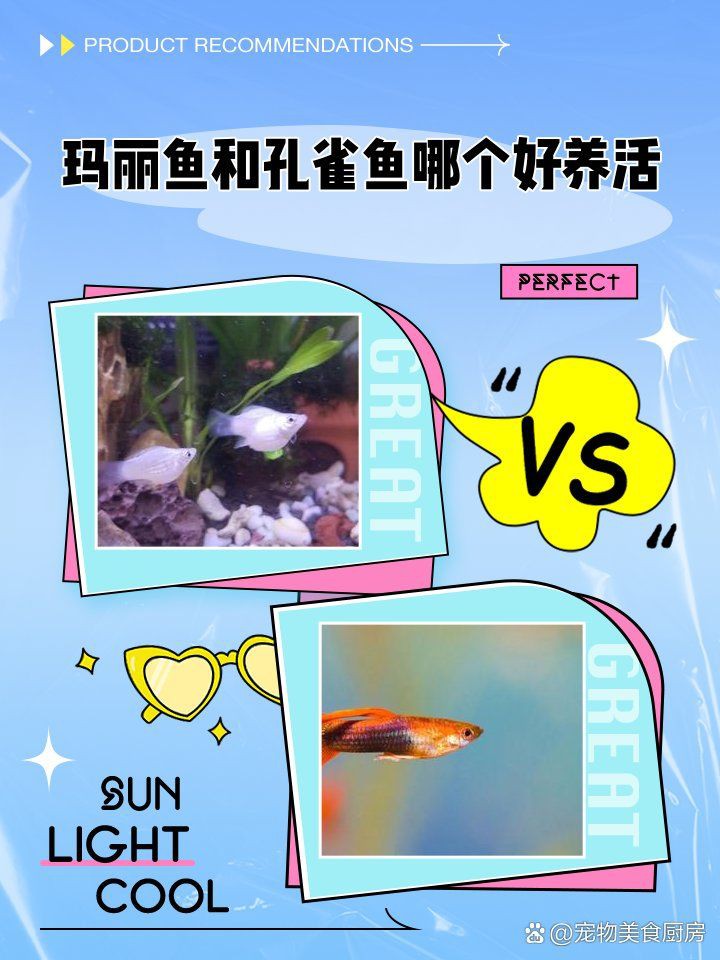 瑪麗魚和孔雀魚哪個好養活，《瑪麗魚和孔雀魚哪個好養活》