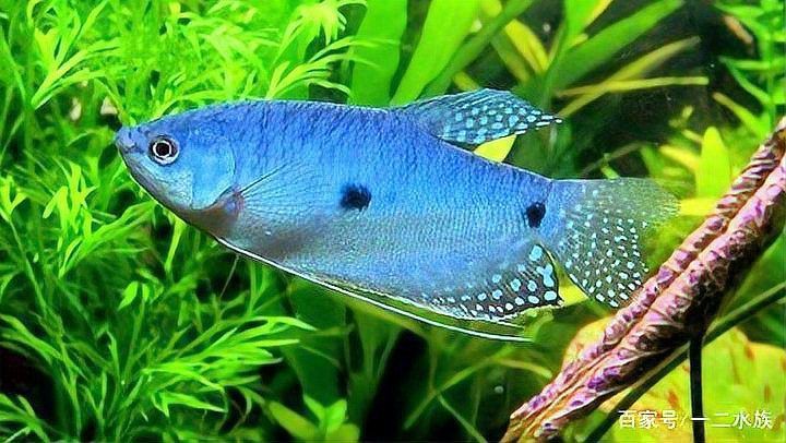 瑪麗魚和孔雀魚哪個(gè)好養(yǎng)活，《瑪麗魚和孔雀魚哪個(gè)好養(yǎng)活》