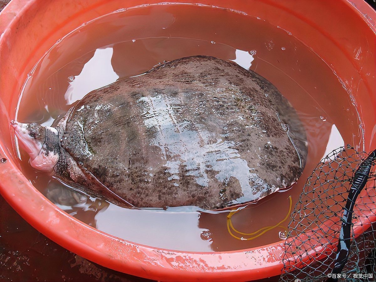 甲魚養在家里是吉是兇，《甲魚養在家里是吉是兇》