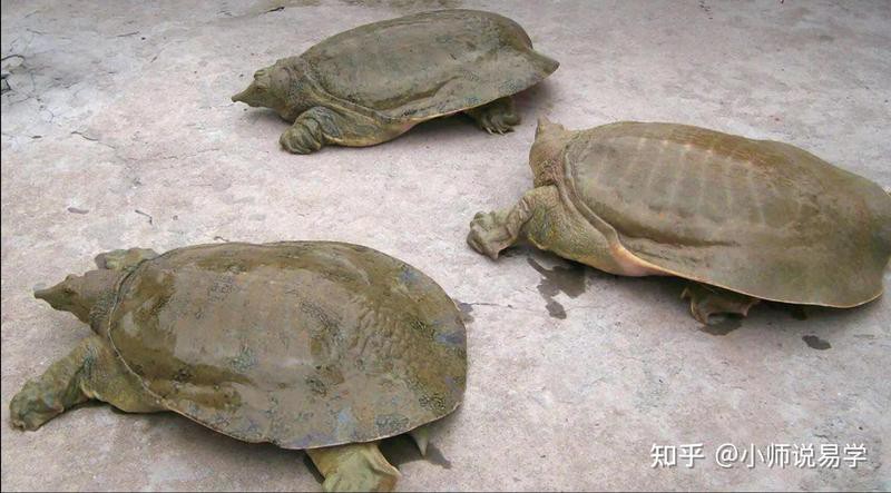 甲魚養在家里是吉是兇，《甲魚養在家里是吉是兇》