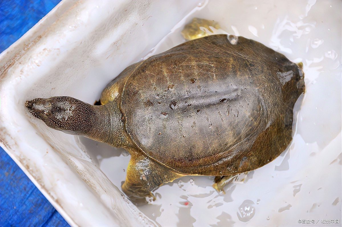 甲魚養在家里是吉是兇，《甲魚養在家里是吉是兇》