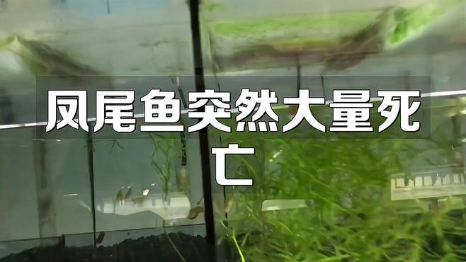 鳳尾魚為何不建議養，關于鳳尾魚飼養的一些問題 鳳尾魚為何不建議養，關于鳳尾魚飼養的一些問題 龍魚論壇 第7張