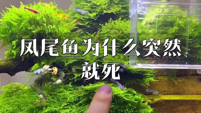 鳳尾魚為何不建議養，關于鳳尾魚飼養的一些問題 鳳尾魚為何不建議養，關于鳳尾魚飼養的一些問題 龍魚論壇 第6張