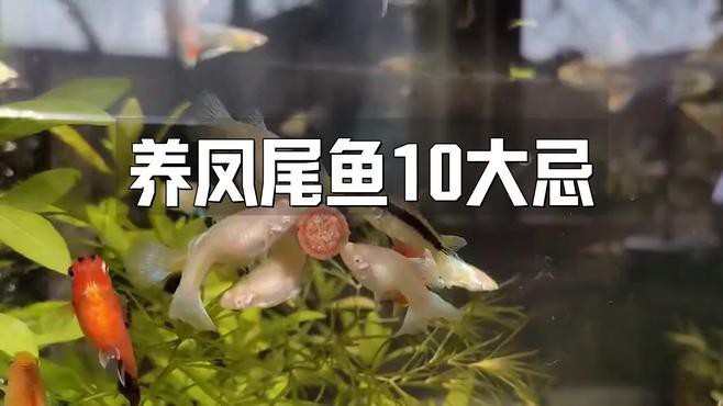 鳳尾魚為何不建議養，關于鳳尾魚飼養的一些問題 鳳尾魚為何不建議養，關于鳳尾魚飼養的一些問題 龍魚論壇 第2張