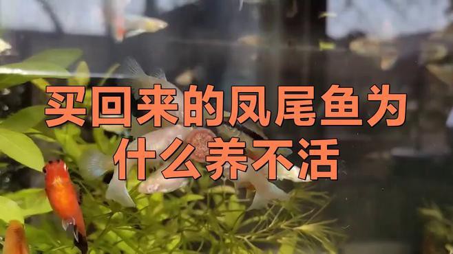 鳳尾魚為何不建議養，關于鳳尾魚飼養的一些問題 鳳尾魚為何不建議養，關于鳳尾魚飼養的一些問題 龍魚論壇 第3張