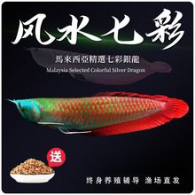 世界十大龍魚品牌，世界十大龍魚品牌分析