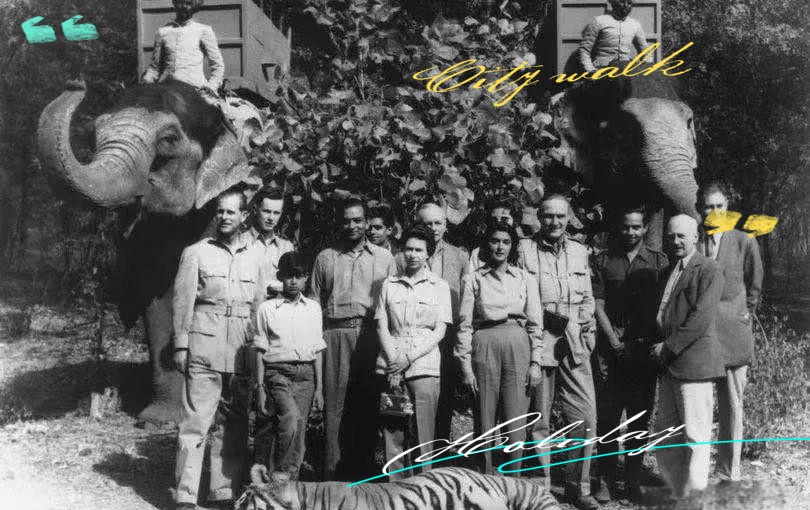 世界上老虎最多的國家，全球老虎數量最多的國家