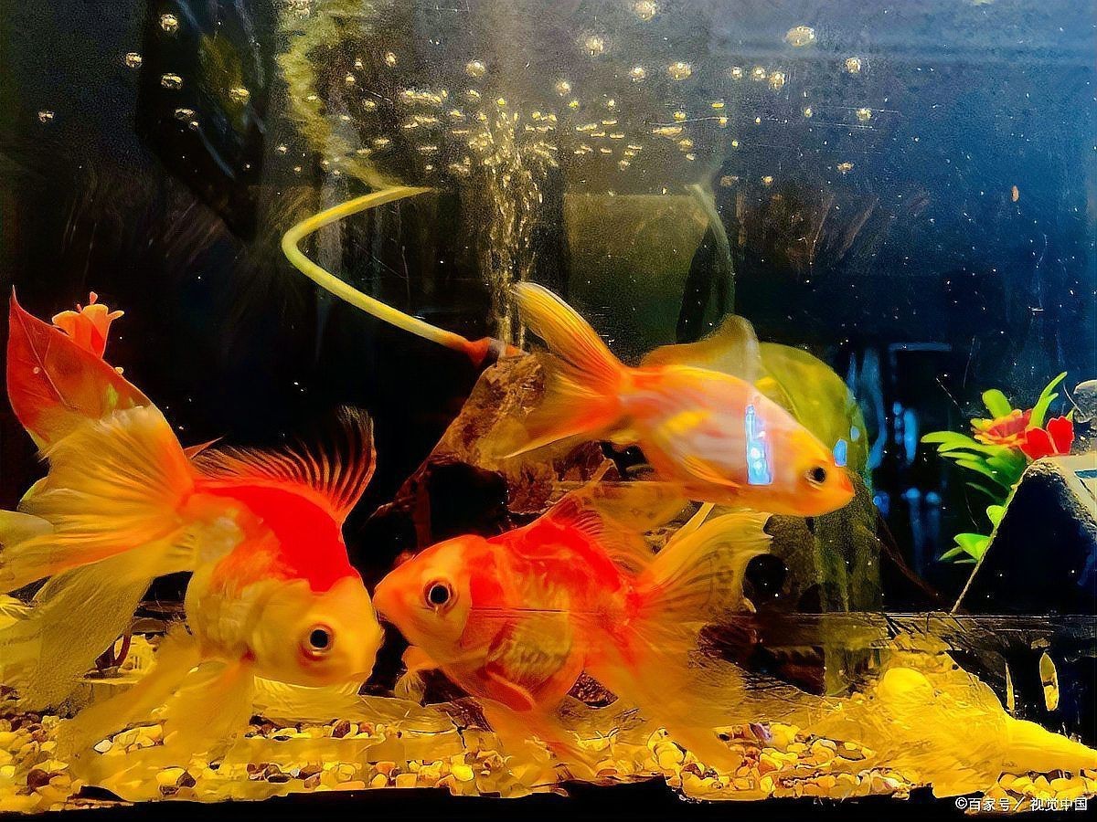 雞西魚缸維護，雞西地區(qū)的魚缸維護